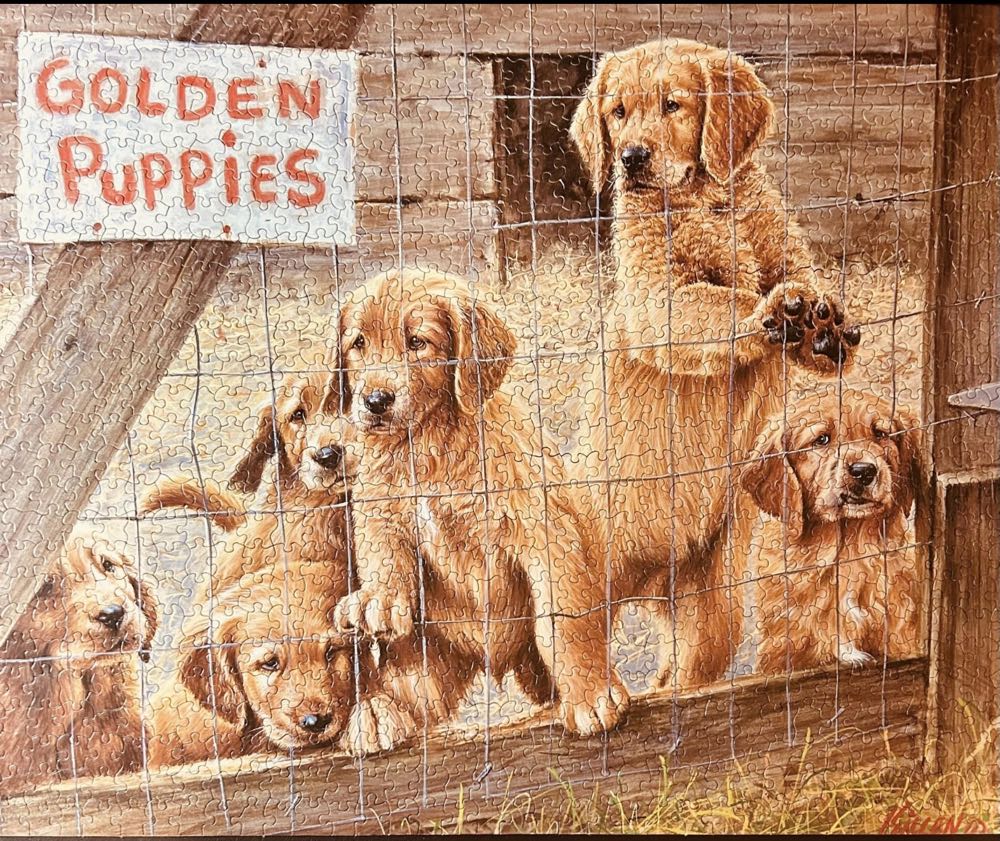 ZZ - Golden Puppies (SOLD) - White Mountain puzzle collectible [Barcode 724819249206] - Main Image 3