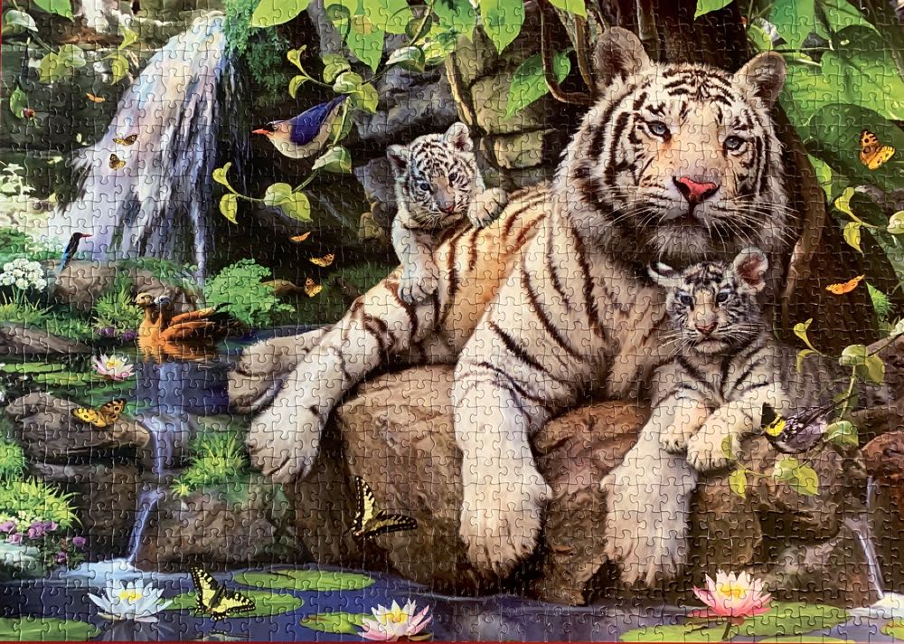 White Tigers Of Bengal - Educa 🇪🇸 puzzle collectible [Barcode 8412668148086] - Main Image 2