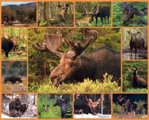 Court Beauty Nene Thomas