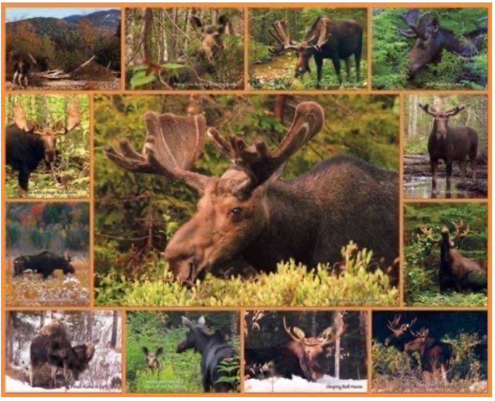 Gentle Giants - White Mountain puzzle collectible [Barcode 724819252053] - Main Image 2