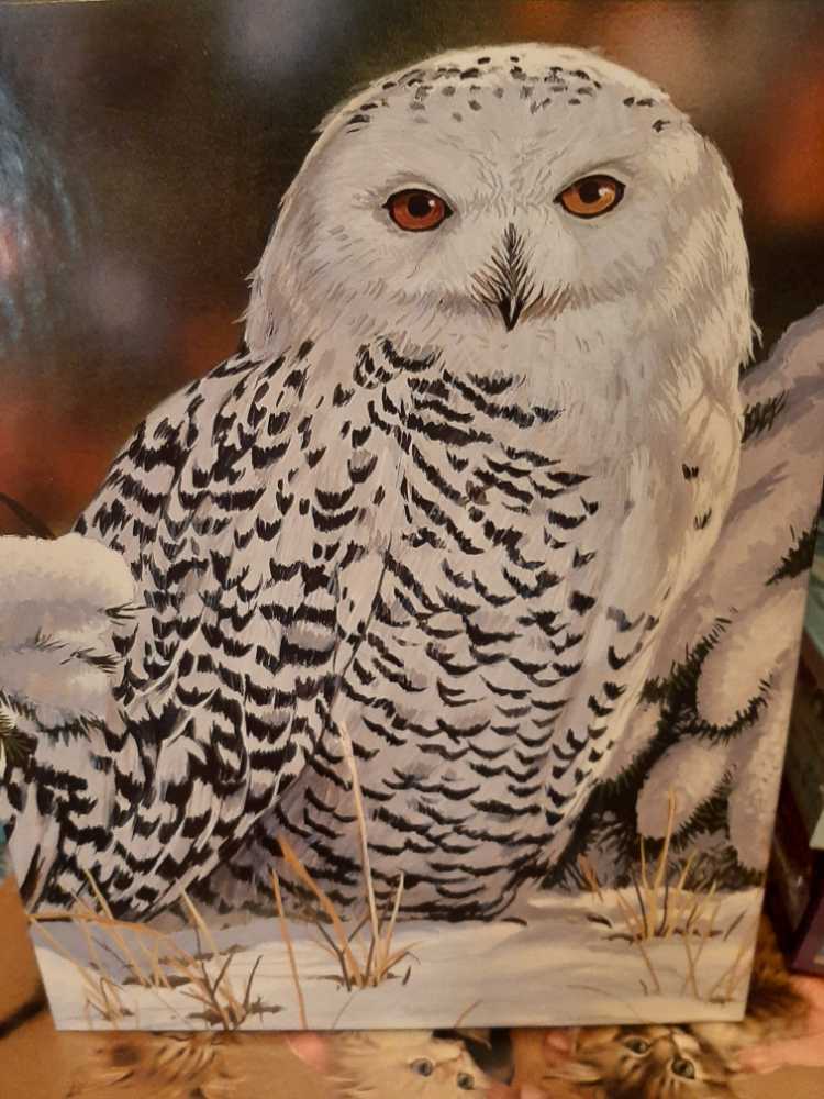 Rainforest Butterfly