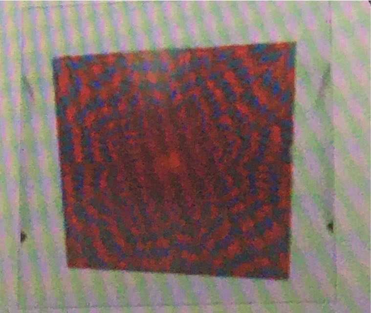 Crimson Glory Vine - Sure-Lox - 500 Pieces