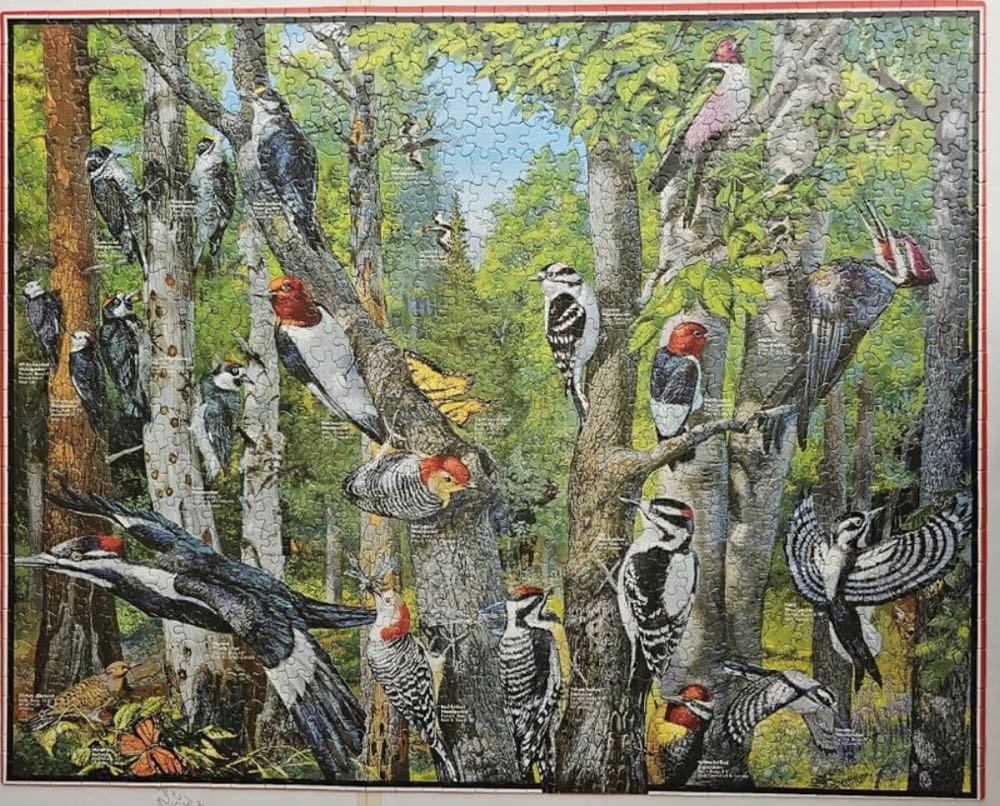Woodpeckers*- 553, 2/6/24-SOLD - White Mountain Puzzles puzzle collectible [Barcode 724819249763] - Main Image 4