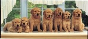 Arielle “The Little Mermaid”