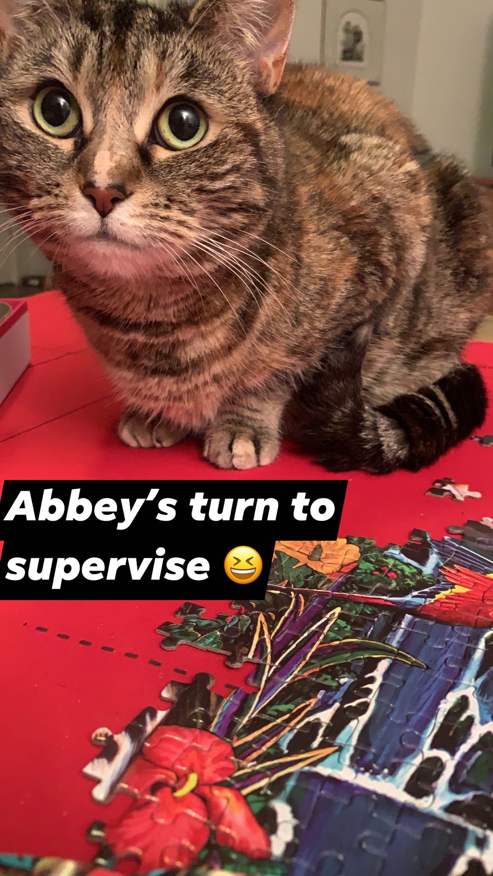 Tropicat - Arrow puzzle collectible [Barcode 9317762187322] - Main Image 3