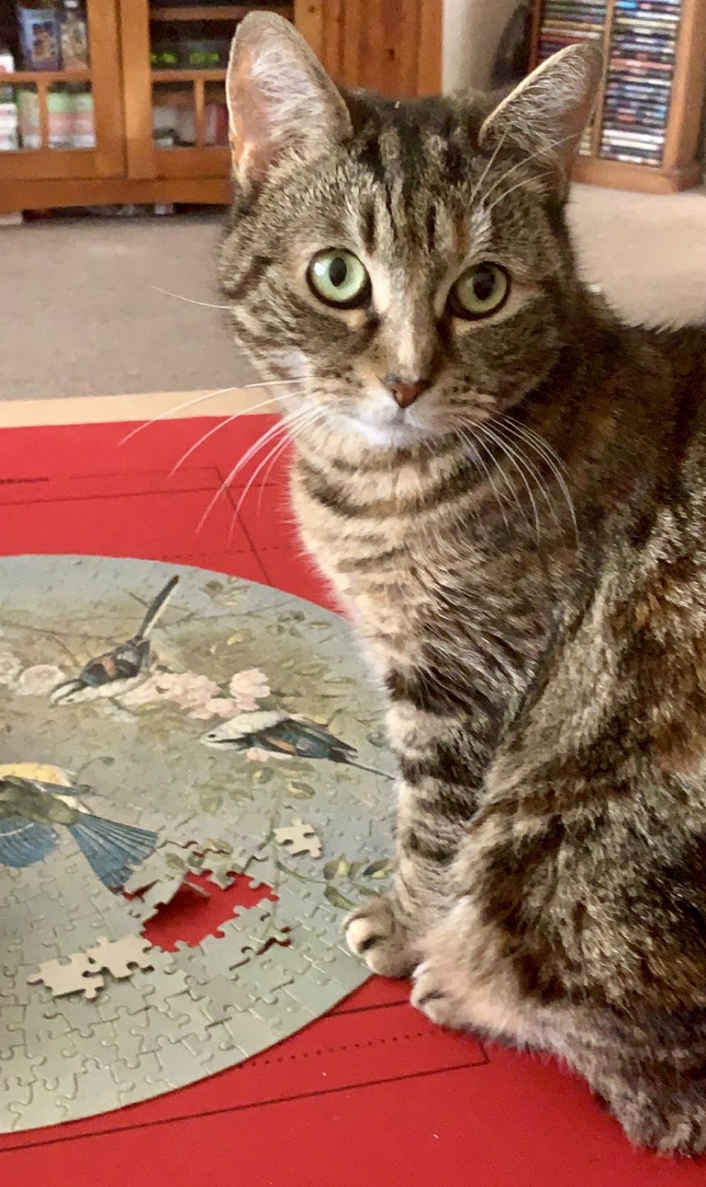 Rhapsody - Blue Tits - Arrow Puzzles puzzle collectible - Main Image 3