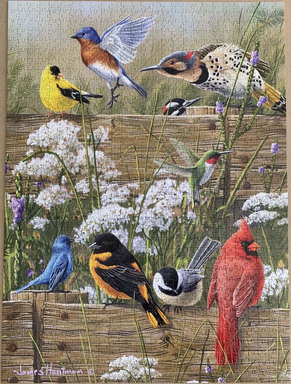 Songbird Menagerie - Buffalo puzzle collectible [Barcode 079346111657] - Main Image 3