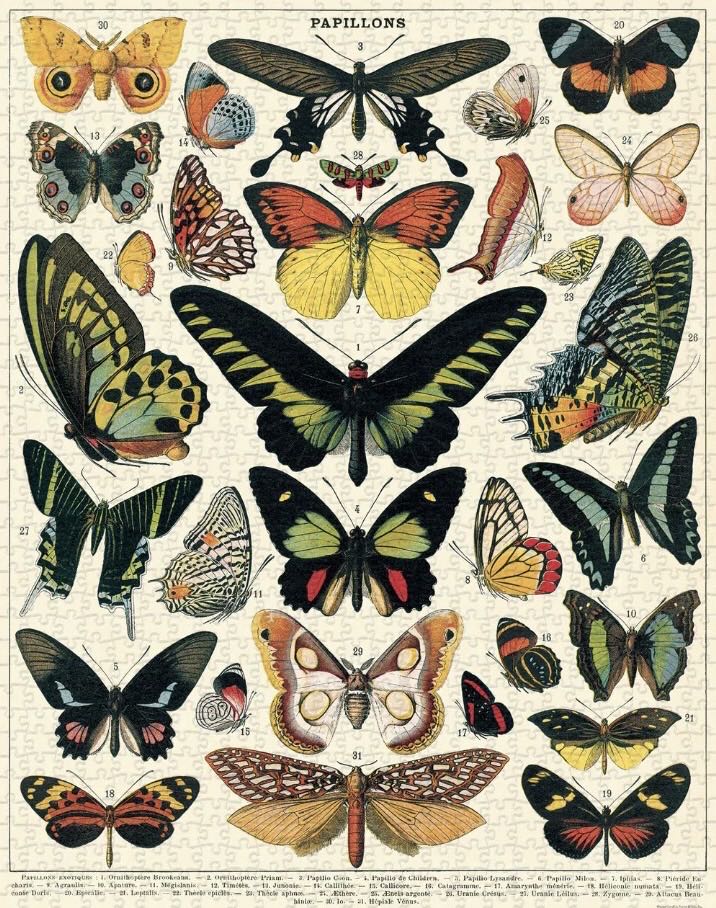 Butterflies (PC) 💎 - Cavallini & Co puzzle collectible [Barcode 9781635448719] - Main Image 2