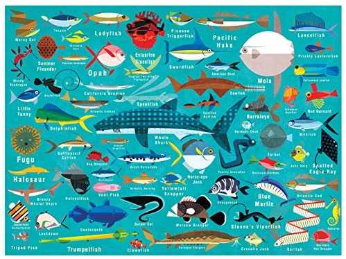 Ocean Life - Mudpuppy puzzle collectible [Barcode 9780735349070] - Main Image 2