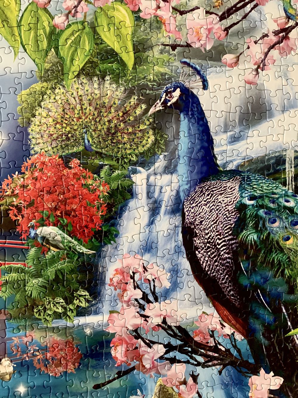Peacock Garden - SunsOut puzzle collectible [Barcode 796780349988] - Main Image 4