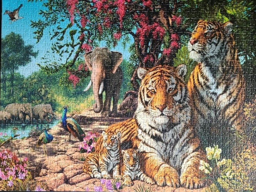 Discoveries Tiger Sanctuary🟦 - Gibsons puzzle collectible [Barcode 5012269070460] - Main Image 3