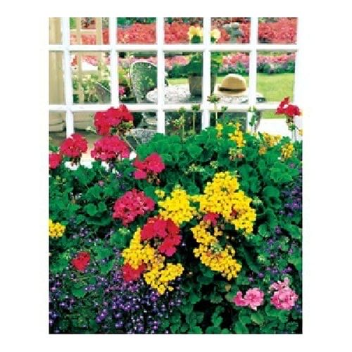 No Dogs Allowed 🚫🐶