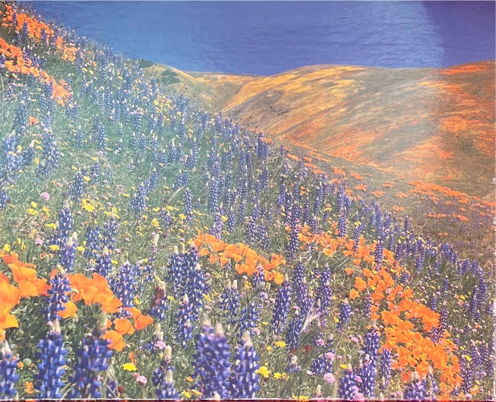 Wildflowers - Cape Shore, Inc. puzzle collectible [Barcode 096164854429] - Main Image 2