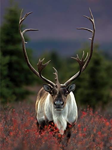 Beach Party Horses By The Ocean