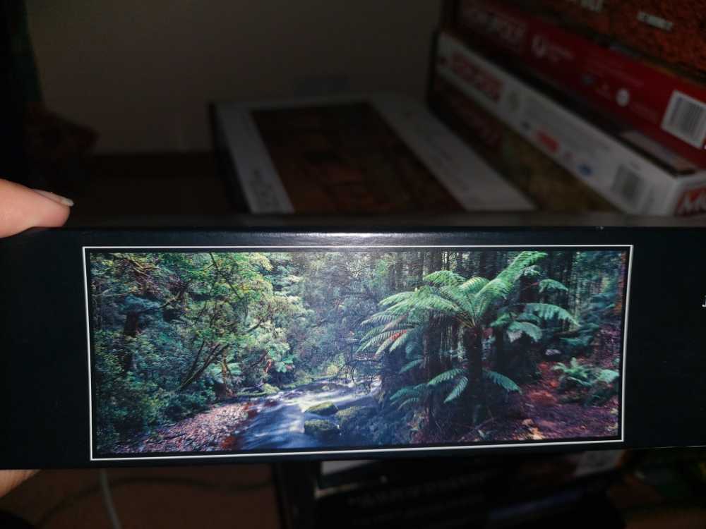 Winter Dogs And Cats 