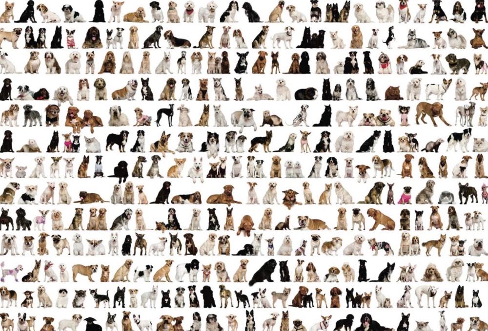 Dogs Galore - Andston puzzle collectible - Main Image 2