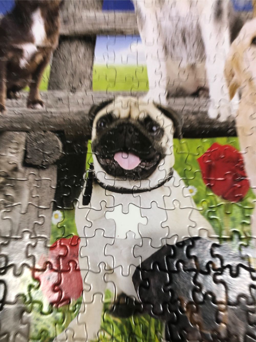 Paws Party In The Park *M1 *T/S - Page Publications puzzle collectible [Barcode 9781648331015] - Main Image 3