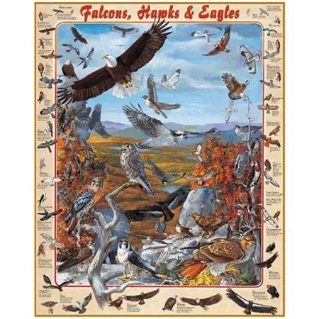 Falcons, Hawks & Eagles - White Mountain Puzzles puzzle collectible [Barcode 724819249497] - Main Image 2