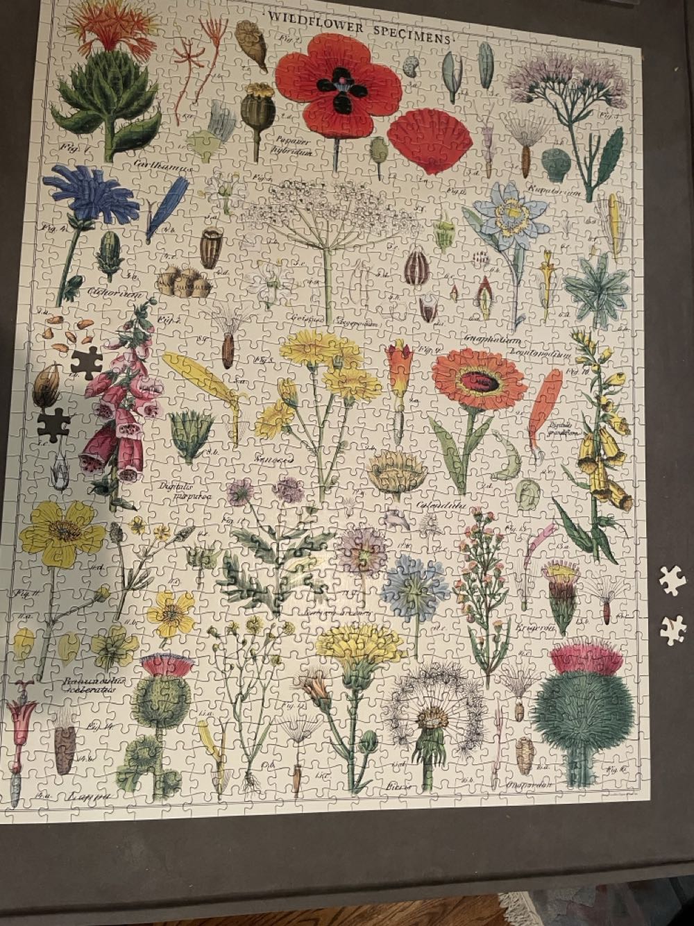 Wildflowers - Cavallini & Co puzzle collectible [Barcode 9781635446616] - Main Image 3