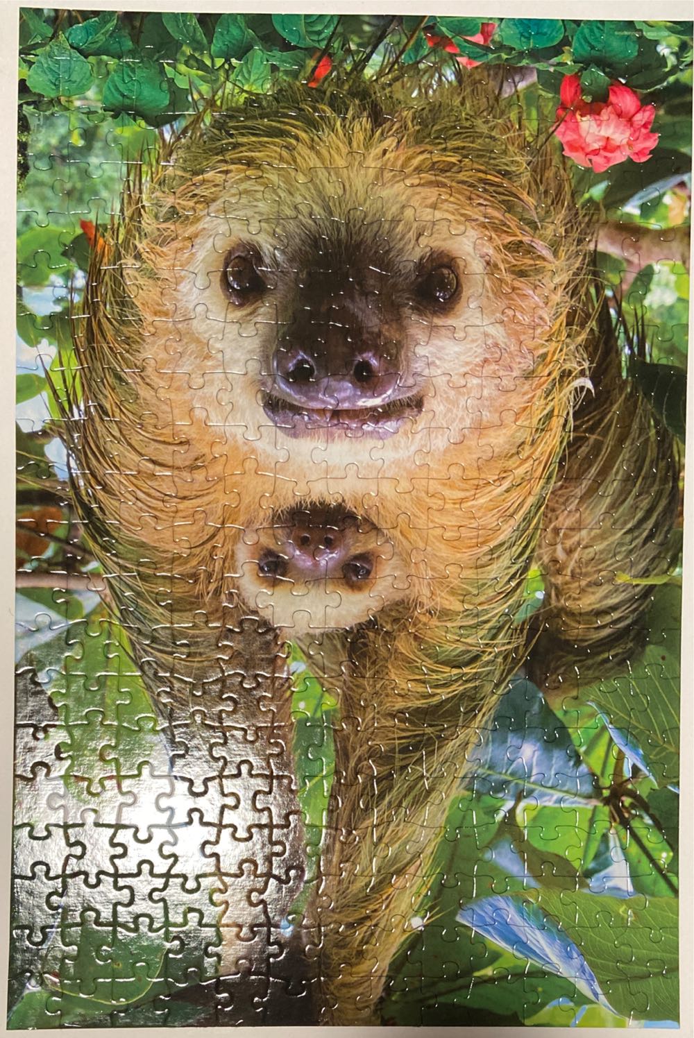 Sloths - Eurographics 🇨🇦 puzzle collectible [Barcode 628136555562] - Main Image 2