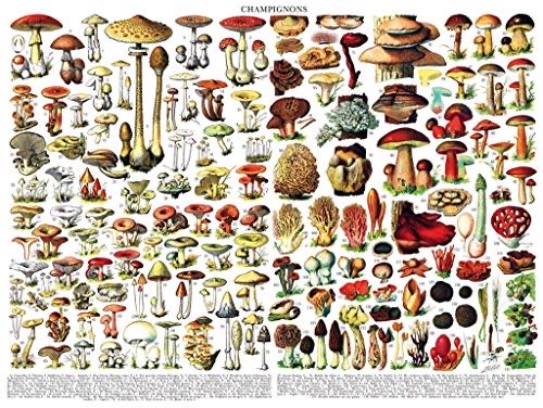 Crazy Cats - Lazy Summer Afternoon