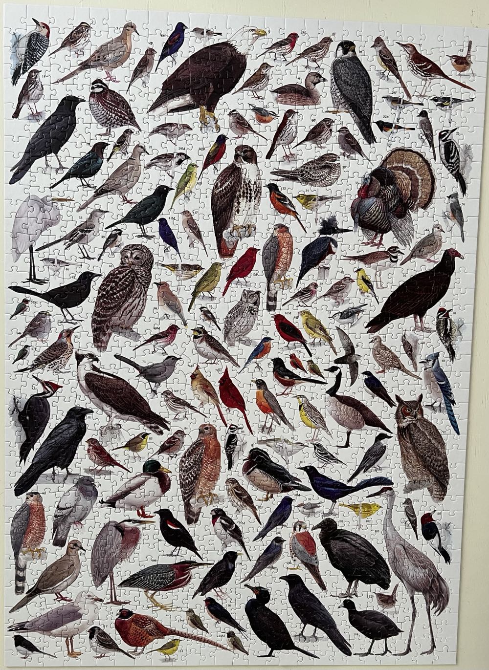 Birds Of America - New York Puzzle Company puzzle collectible [Barcode 819844014469] - Main Image 2