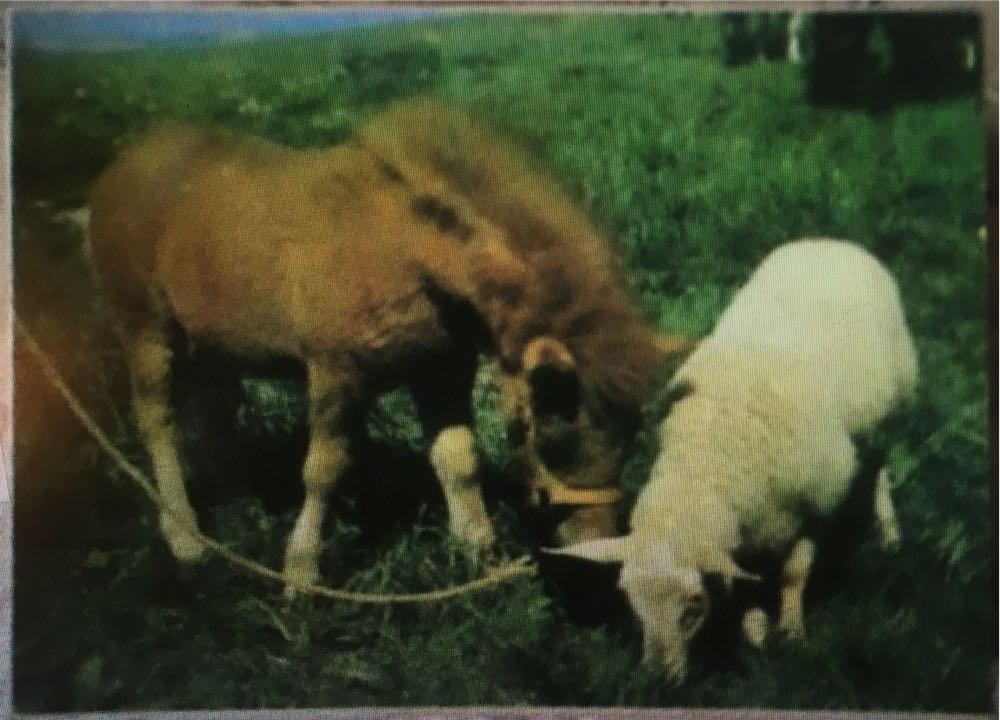 Wizard Of Oz Puzzle: 500-piece Puzzle