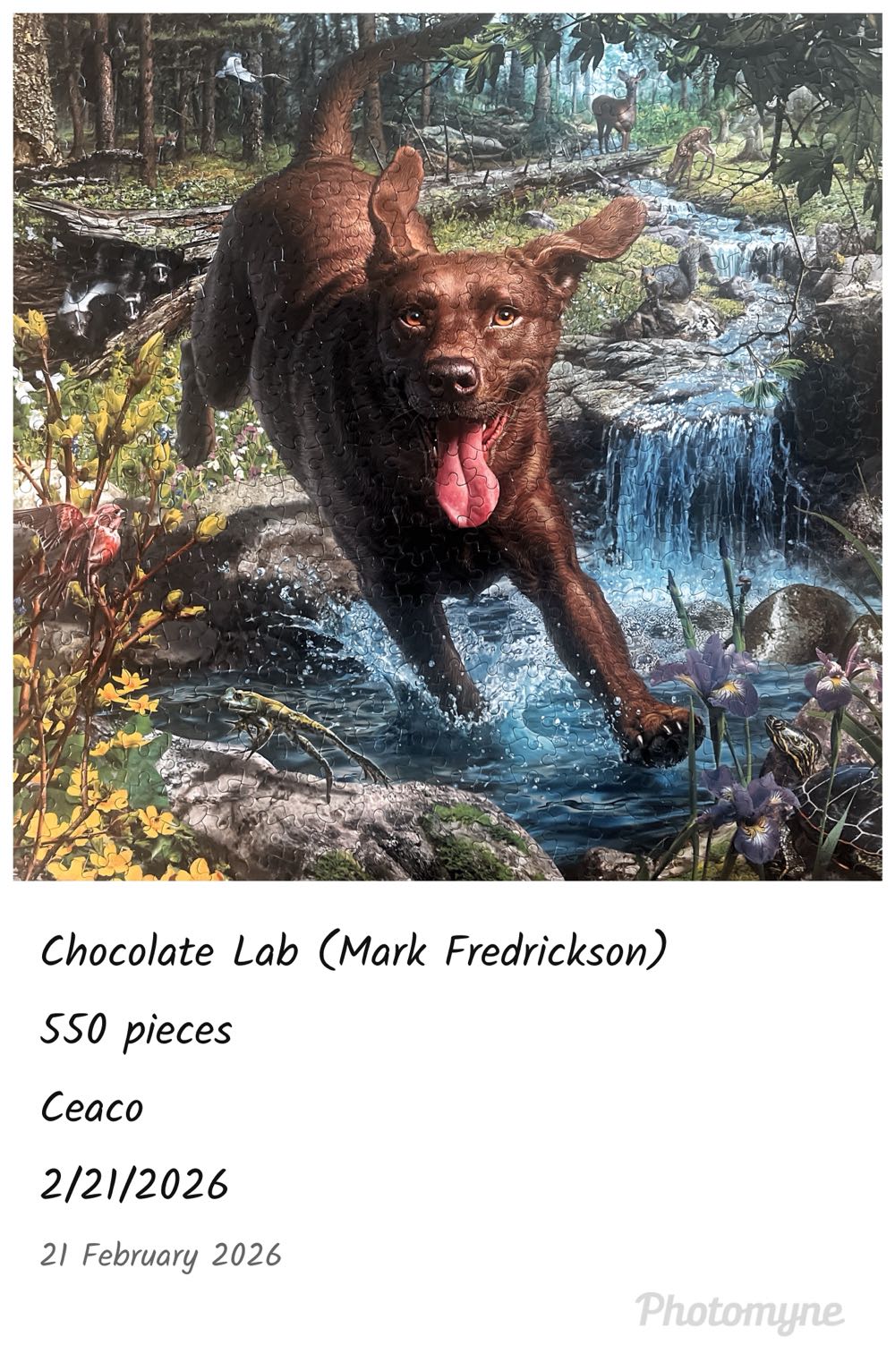 Mark Fredrickson Chocolate Lab In Waterfall - Ceaco puzzle collectible [Barcode 021081240901] - Main Image 3
