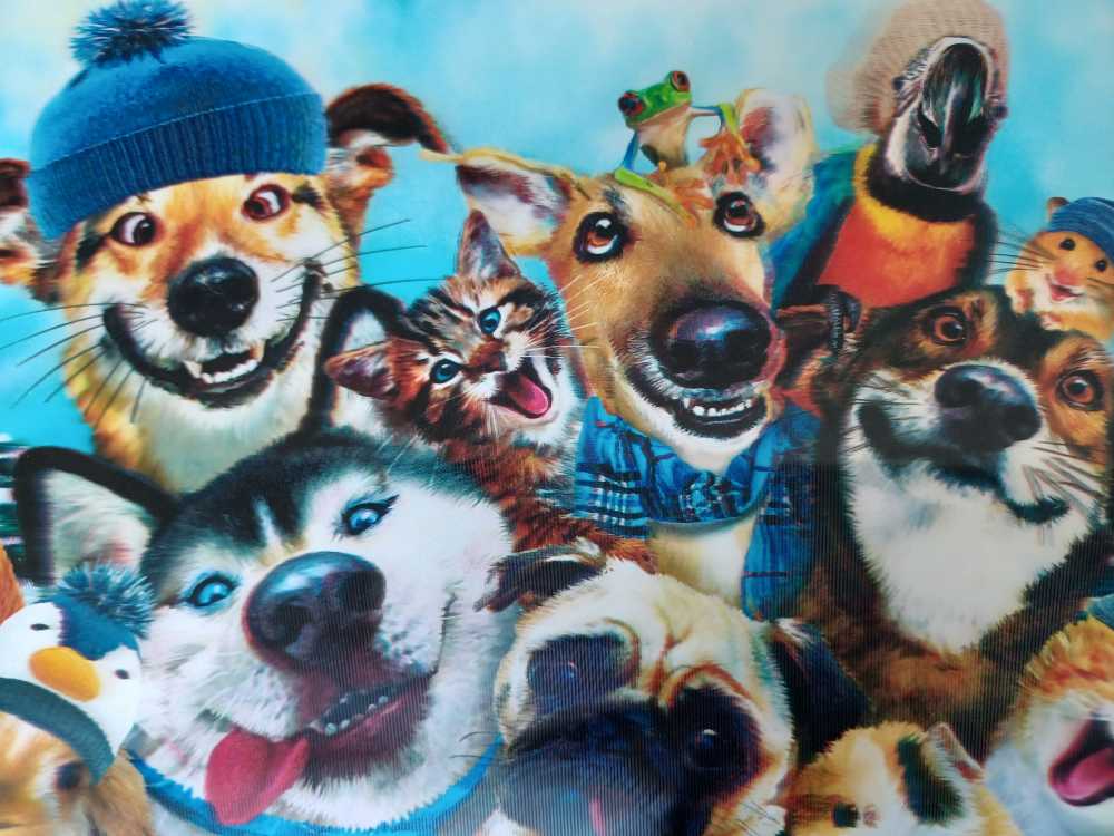 Tinga Tinga Resident