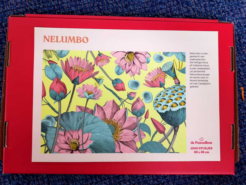 Colorful Cookies 💎