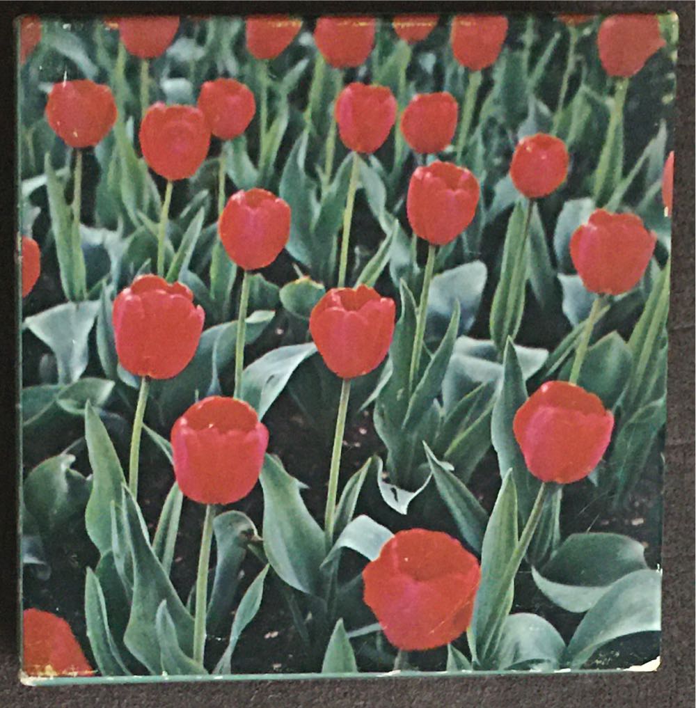 Fairies And Toadstools