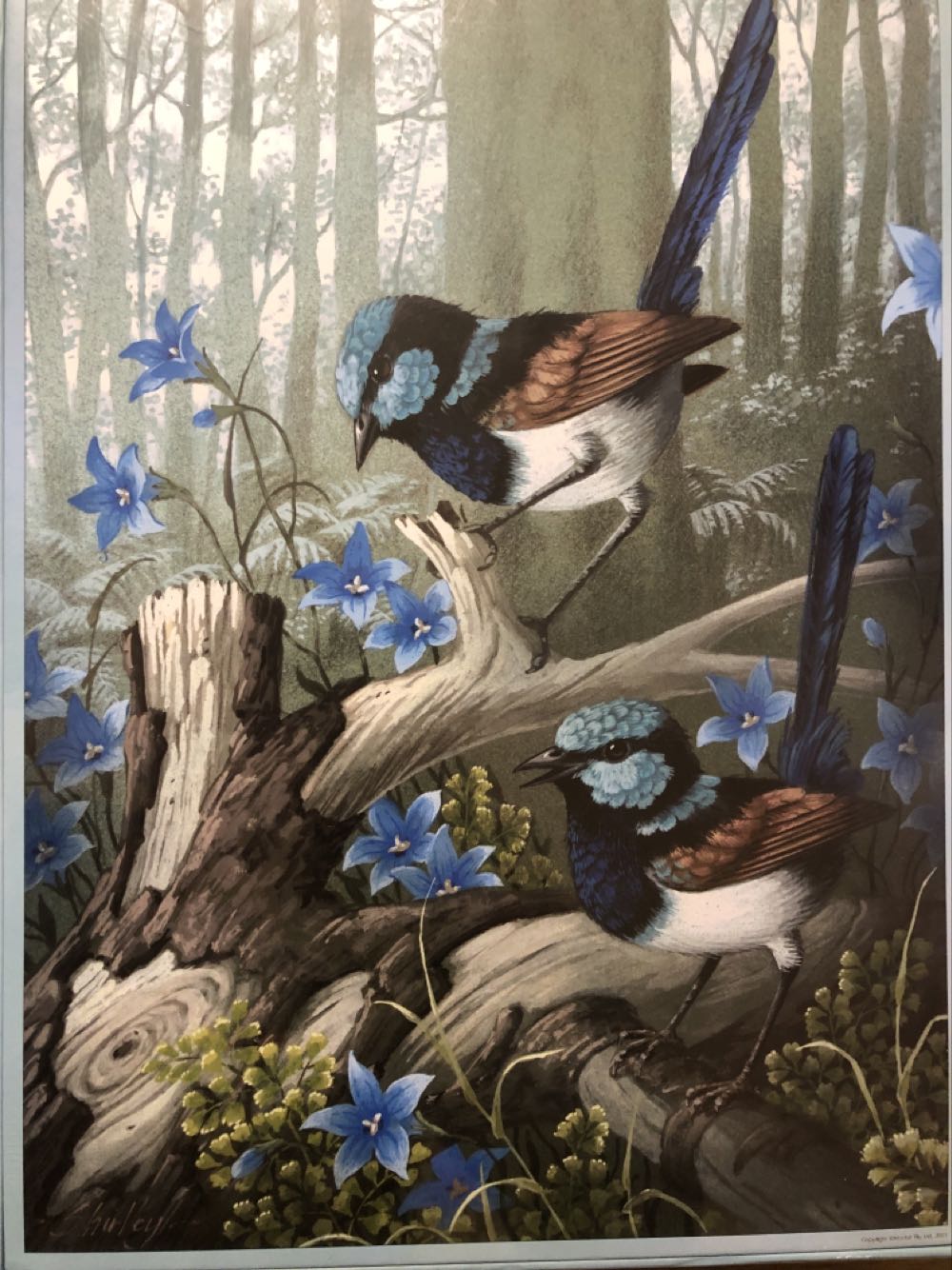 Superb Fairywrens - Brolly Books puzzle collectible [Barcode 9781922418333] - Main Image 2