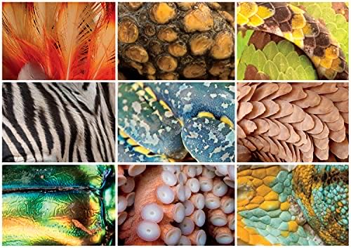 Harmony Series - Country Thoroughfare