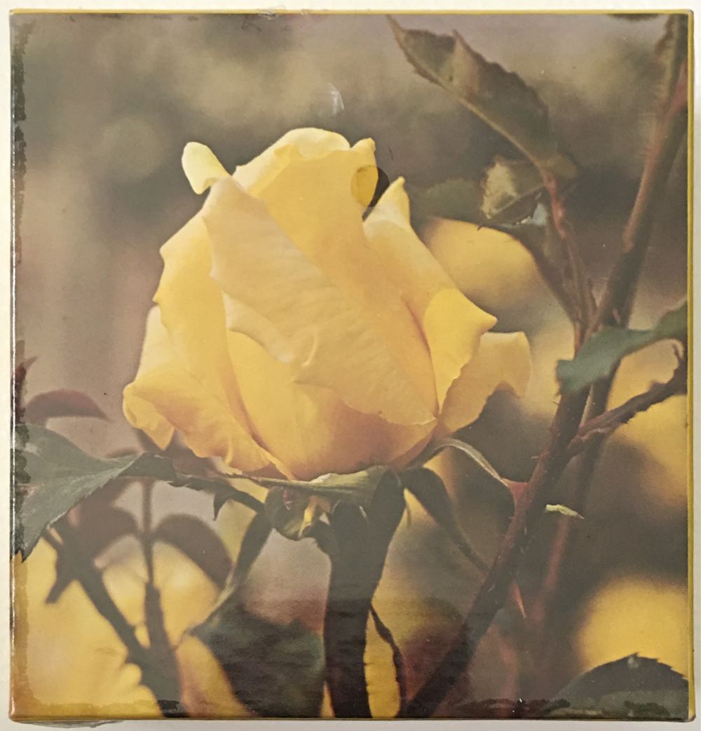 Emerald Forest Dinosaurs