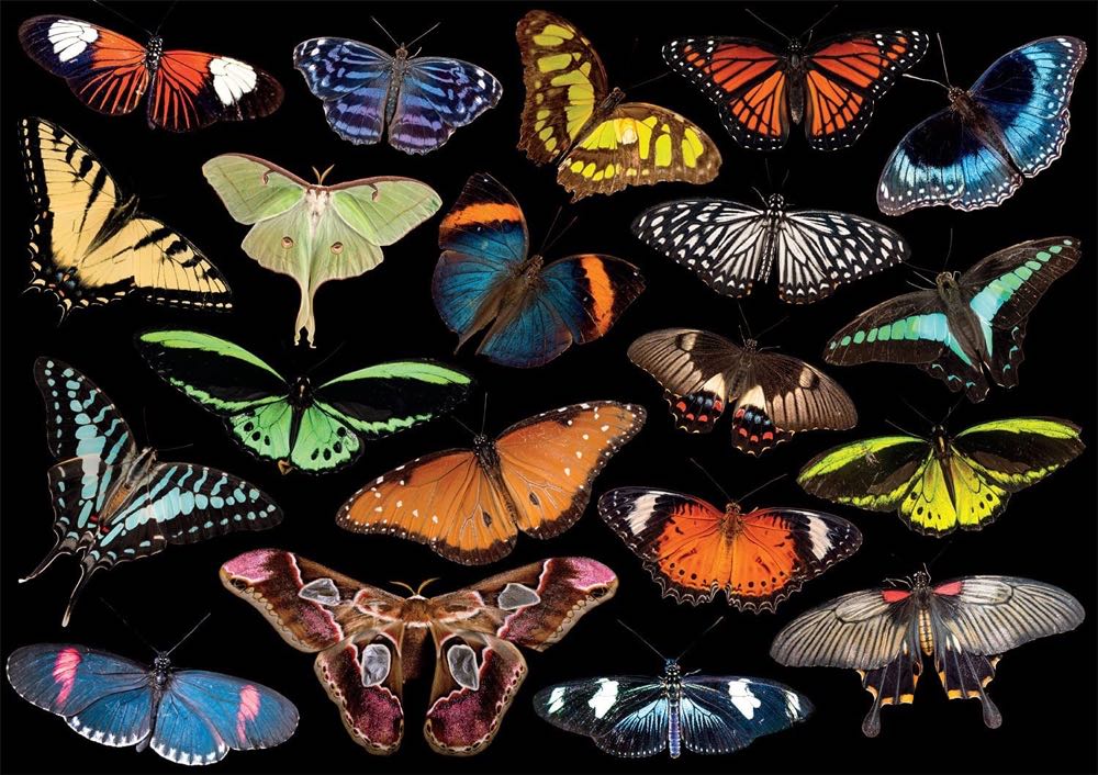 Winged Jewels - Buffalo Games puzzle collectible [Barcode 079346034130] - Main Image 2