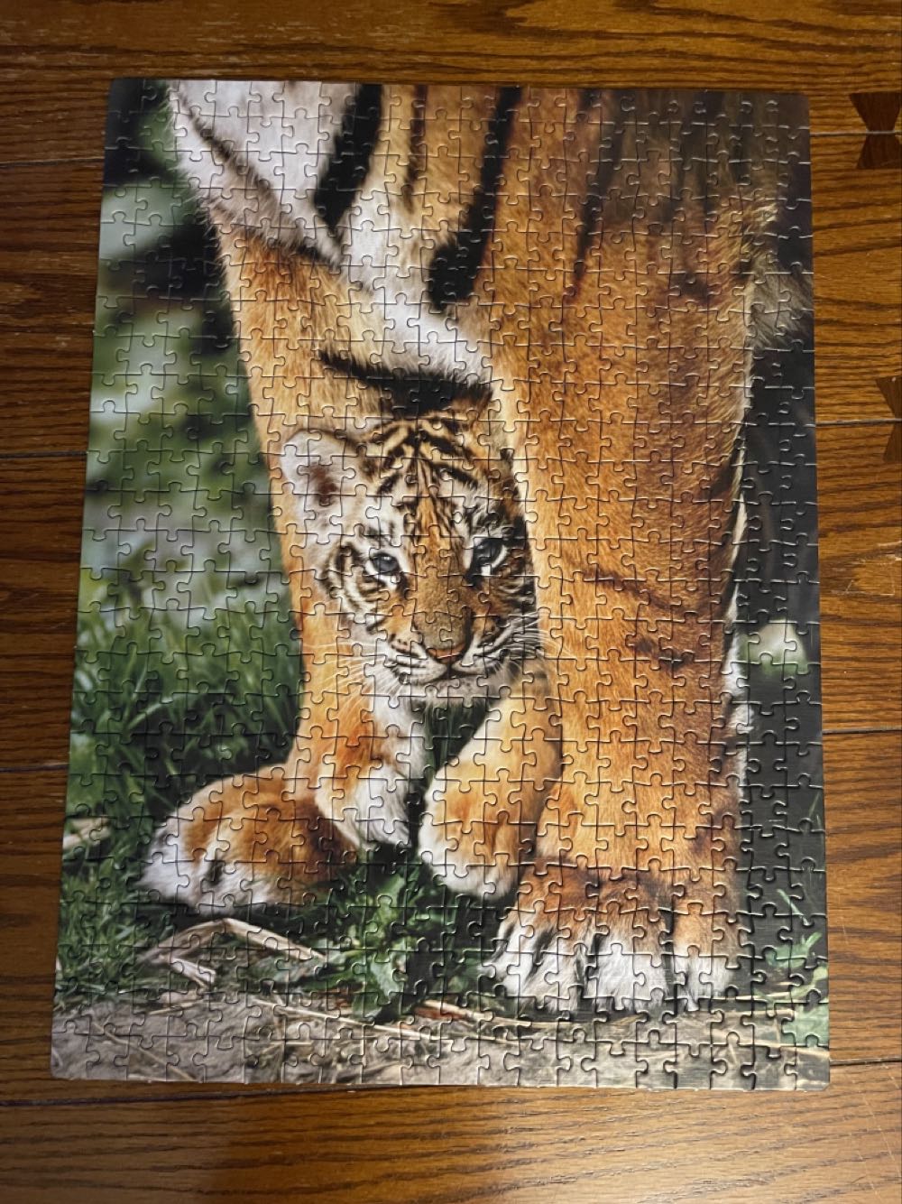 Bengal Tiger Cub - Clementoni puzzle collectible [Barcode 8005125350469] - Main Image 2