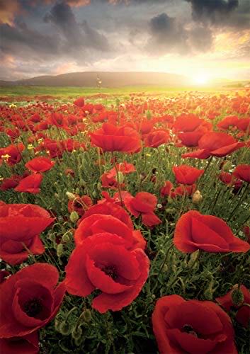 Vintage Kelloggs : Through the Years 🆕