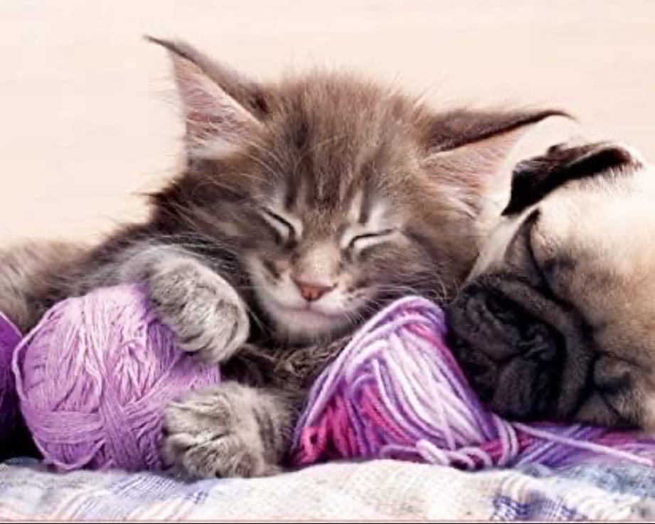 Dream Companions 🟦 - Educa puzzle collectible [Barcode 8412668176447] - Main Image 2