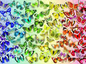 The Collector’s Cupboard 