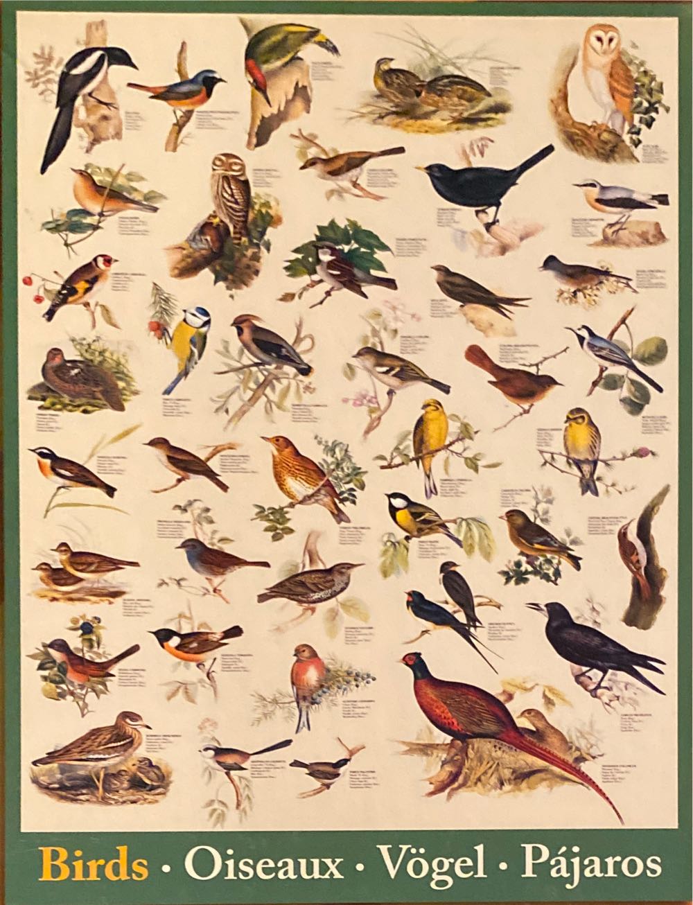 Birds - Eurographics puzzle collectible [Barcode 628136612593] - Main Image 2