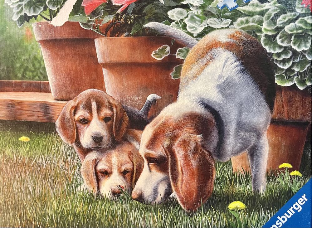 Curious Beagles (1) - Ravensburger puzzle collectible [Barcode 4005556803811] - Main Image 2
