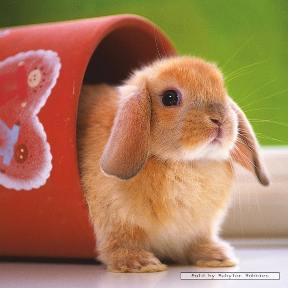 Gan 12 MagLev UV Coated