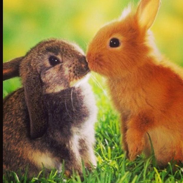 Butts On Things - Christmas