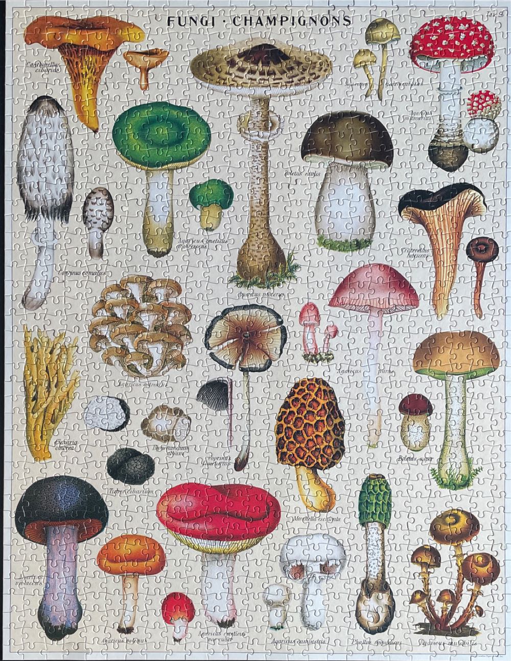 Mushrooms - Cavallini & Co puzzle collectible [Barcode 9781635449099] - Main Image 2