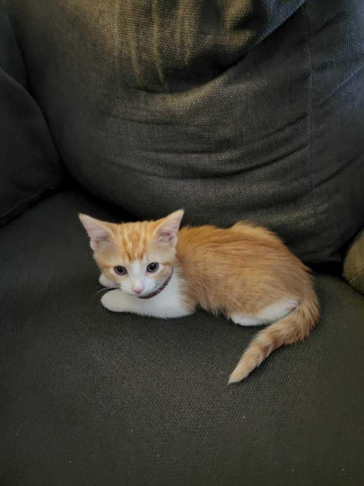 Zz - Breakfast in Bed - Gone - Buffalo Games puzzle collectible - Main Image 3