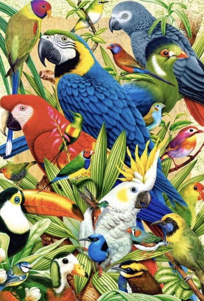 Avian World - Castorland puzzle collectible [Barcode 5904438103041] - Main Image 2