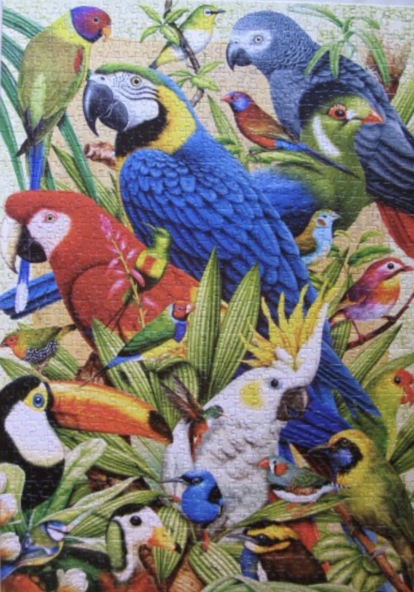 Avian World - Castorland puzzle collectible [Barcode 5904438103041] - Main Image 3