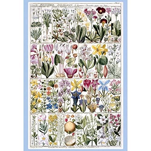 The Amazing Animal Kingdom - COMPLETED