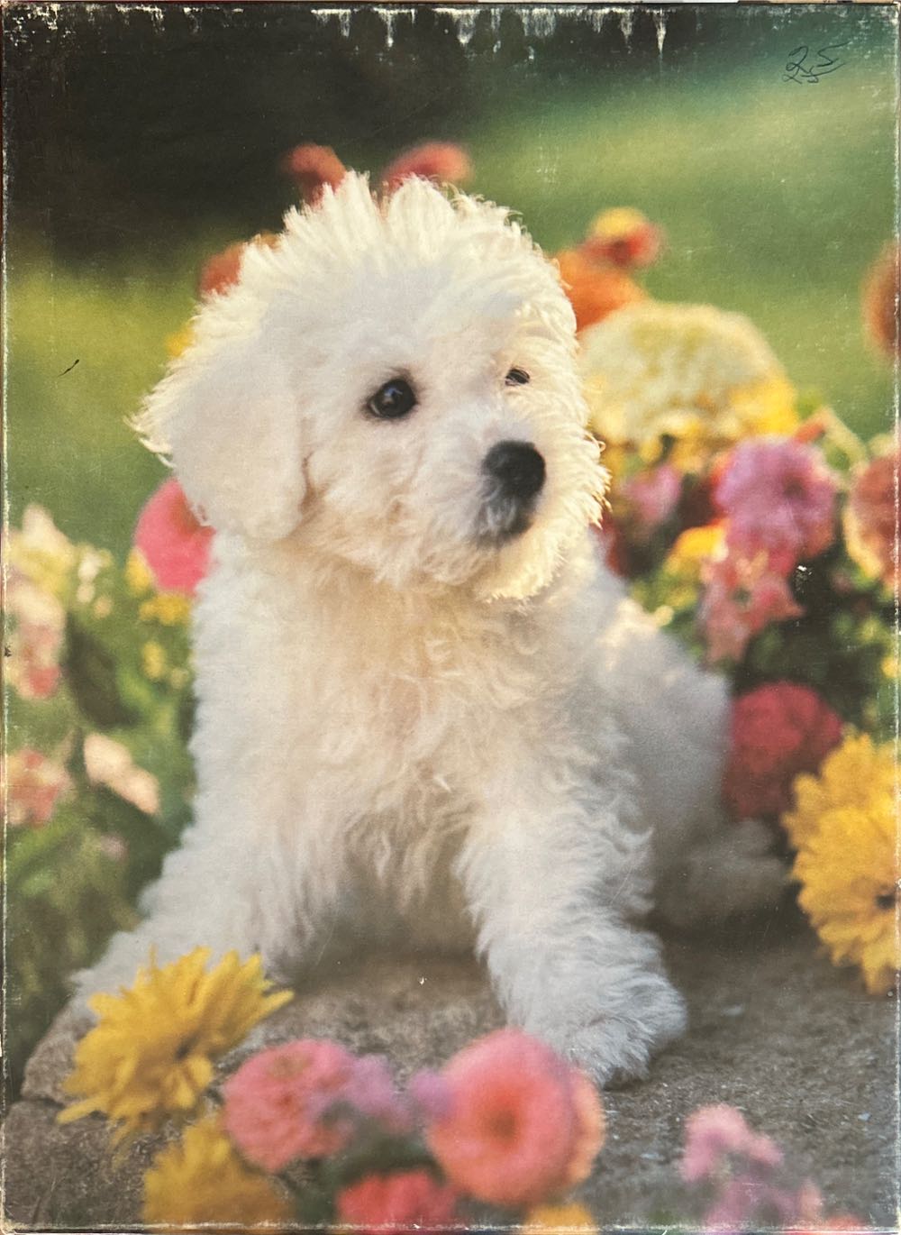 Lobster Daze Piece Jigsaw Puzzle