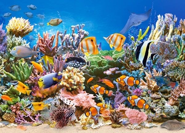 Colours Of The Ocean 🟦 - Castorland puzzle collectible [Barcode 5904438027279] - Main Image 2